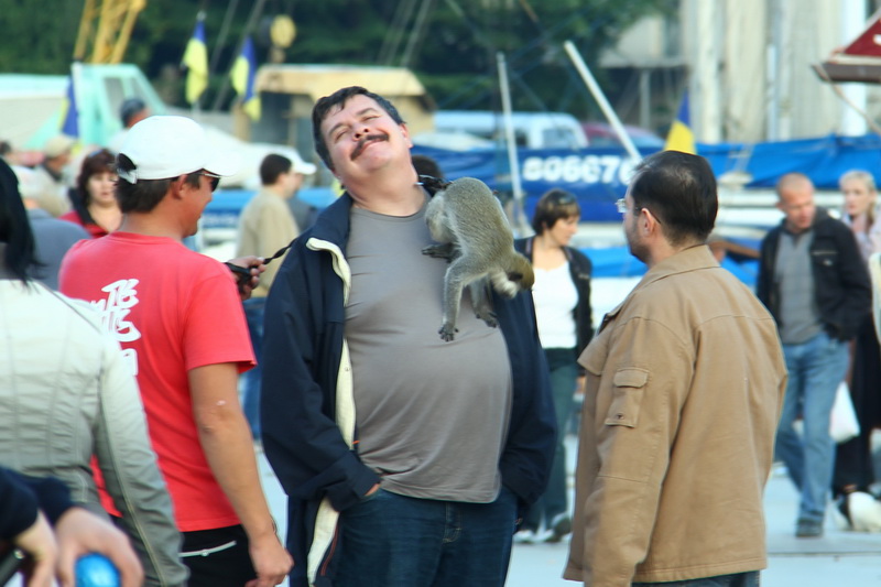 Фотографы с животными, На набережной Ялты фотографы продолжают использовать животных