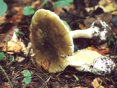 На выходных в Бахчисарае грибами отравился ребенок Отравление, На выходных в Бахчисарае грибами отравился ребенок