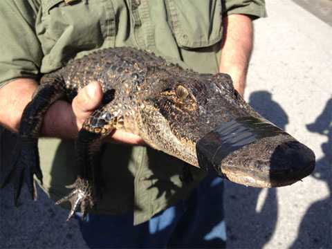 У фотографа-живодера в Сакском районе отобрали крокодила Фотографы с животными, У фотографа-живодера в Сакском районе отобрали крокодила
