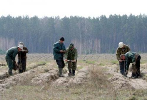 Осенью в Крыму высадят 900 га леса Лес, Осенью в Крыму высадят 900 га леса