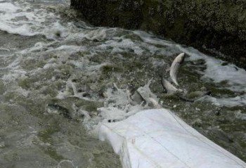 Рыба, В Крыму выпустили рыбу в два самых крупных водохранилища