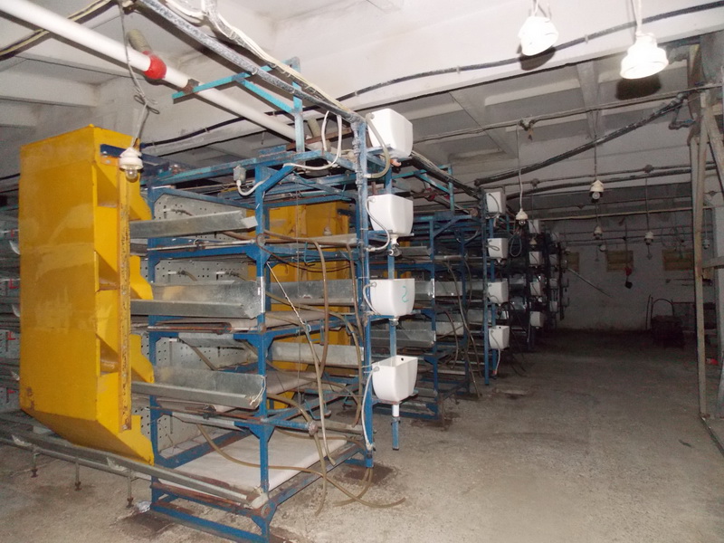 В Крыму восстанавливают птицефабрику «Южная» птицефабрика Южная, В Крыму восстанавливают птицефабрику «Южная»