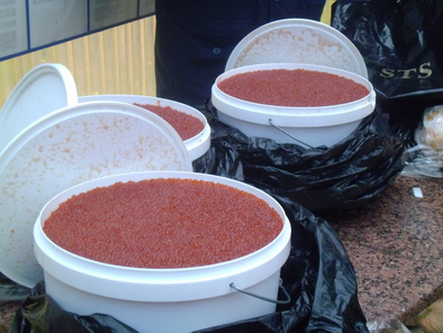 На переправе в Керчи пограничники изъяли 30 кг красной икры Контрабанда, На переправе в Керчи пограничники изъяли 30 кг красной икры