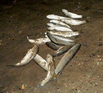 В Крыму браконьер наловил пиленгаса на 11 тыс. грн. Браконьерство, В Крыму браконьер наловил пиленгаса на 11 тыс. грн.