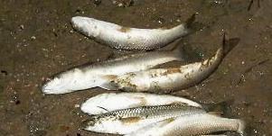 На востоке Крыма задержали двух браконьеров Браконьерство, На востоке Крыма задержали двух браконьеров