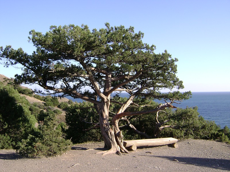 Деревья, В Крыму предложили сделать заповедными 46 уникальных деревьев