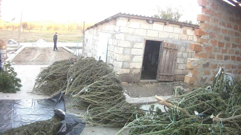 Наркотики, Крымчанин вырастил у себя дома конопли на 1 млн. грн.