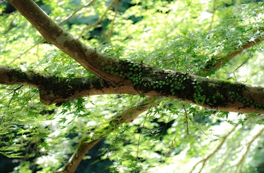 Происшествие, В Ялтинском заповеднике упавшая ветка убила рабочего