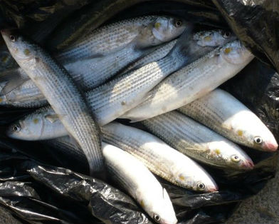 Браконьерство, На озере Сасык-Сиваш поймали браконьера