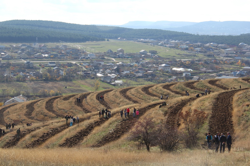 Высадка деревьев, Крымский премьер посадил клены в Симферопольском районе