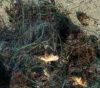 Браконьерство, Браконьер, Браконьер в Орджоникидзе сетью ловил кефаль и ершей 