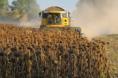 Крым стал лидером по росту урожая подсолнечника и картофеля Крым стал лидером по росту урожая подсолнечника и картофеля
