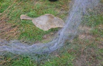 На севере Крыма задержали браконьера с сетями Браконьерство, На севере Крыма задержали браконьера с сетями