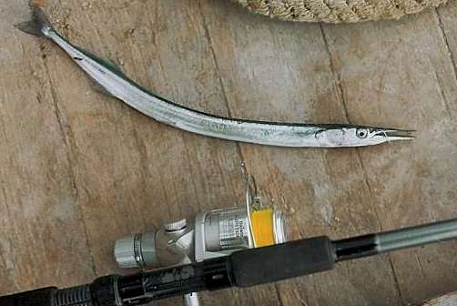 Лов рыбы, Рыболовы в Севастополе посоревновались в добыче саргана