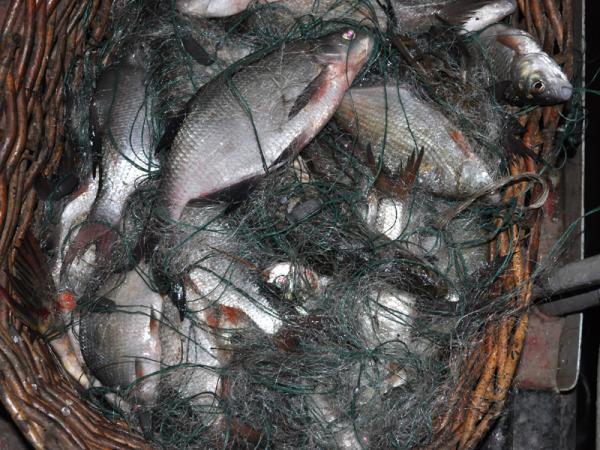 Браконьерство, Браконьер ловил сетью карасей на севере Крыма