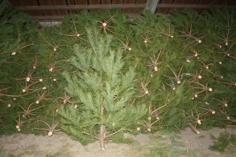 Новогодняя ель, В Крыму планируется заготовить 7,6 тыс. новогодних сосен