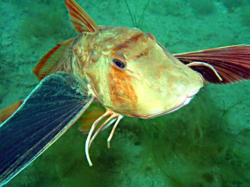 Подводный охотник в Севастополе подстрелил краснокнижную рыбу Браконьерство, Подводный охотник в Севастополе подстрелил краснокнижную рыбу