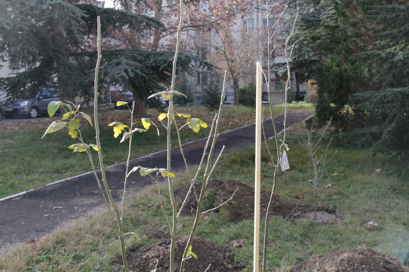 перинатальный центр, В перинатальном центре высадили детскую аллею 