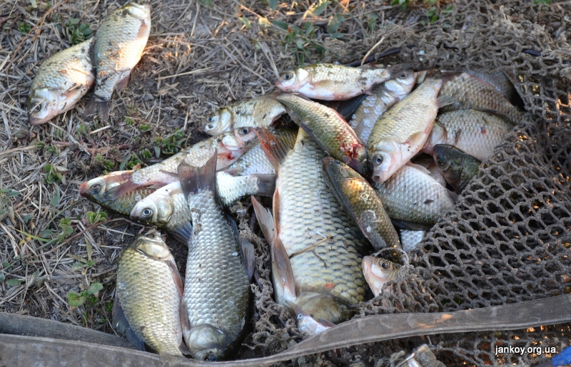 Браконьерство, Браконьер наловил в Северо-Крымском канале рыбы на 10 тыс. грн.