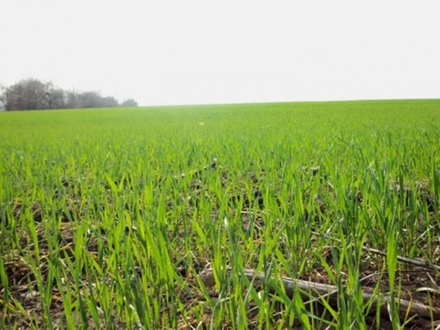 зерновые, В Крыму 425 тыс. га засеяли озимыми зерновыми