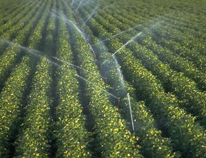 Капельное орошение в Крыму будут восстанавливать за счет инвестиций Капельное орошение в Крыму будут восстанавливать за счет инвестиций