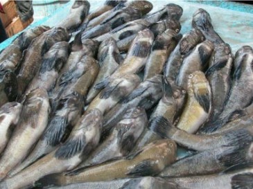 Браконьерство, В Керчи задержали двух браконьеров с сетями