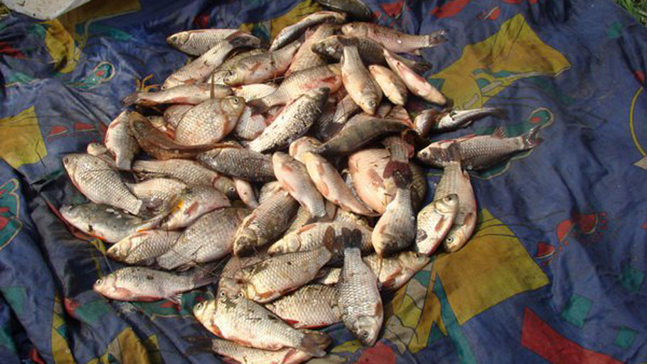 В Северо-Крымском канале браконьер наловил рыбы на 16 тыс. грн. Браконьерство, В Северо-Крымском канале браконьер наловил рыбы на 16 тыс. грн.