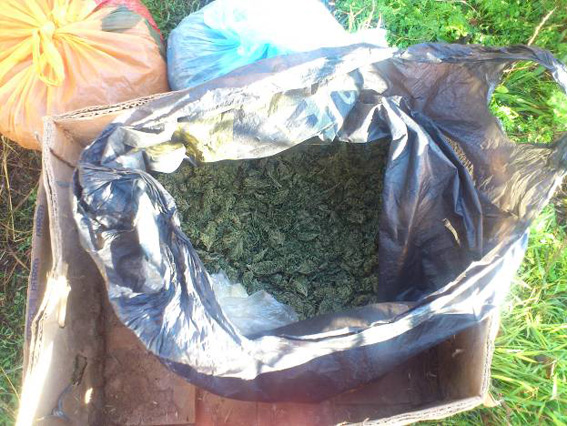 В Крыму пенсионерка хранила дома коноплю Наркотики, В Крыму пенсионерка хранила дома коноплю