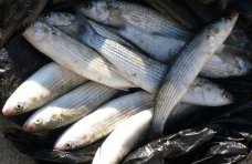 В Крыму браконьер наловил рыбы на 2,6 тыс. грн. Браконьерство, В Крыму браконьер наловил рыбы на 2,6 тыс. грн.