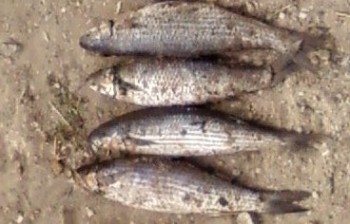 Браконьерство, Под Феодосией задержали браконьера