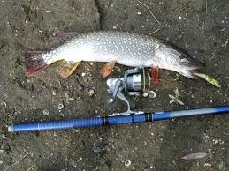 Браконьерство, В Крыму задержали браконьеров с пиленгасом и щуками 