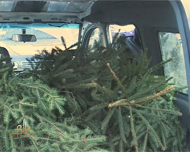 В Белогорске лесники задержали автомобиль с елками Елки, В Белогорске лесники задержали автомобиль с елками