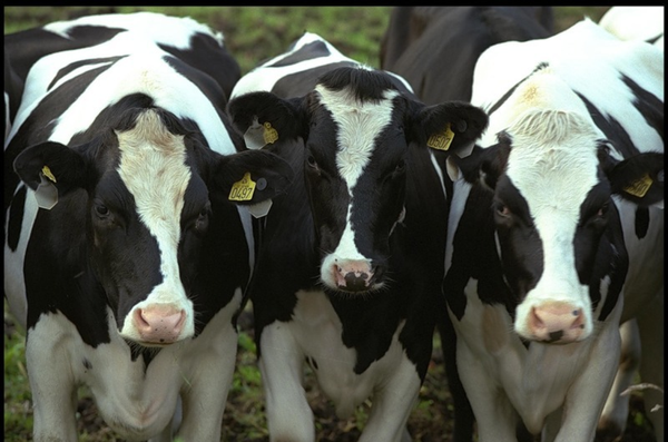 Американских коров привезут в Крым в апреле Животноводство, Американских коров привезут в Крым в апреле