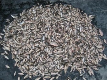 Браконьерство, На севере Крыма браконьеры наловили рыбы на 117 тыс. грн. 