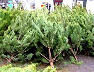 Елочный базар, В Симферополе новогодние елки будут продавать в 36 местах