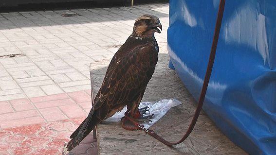 Фотографы с животными, В Крыму у фотографов-живодеров изъяли 87 животных и птиц