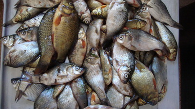 В Крыму браконьеры наловили карасей более чем на 2 тыс. грн. Браконьерство, В Крыму браконьеры наловили карасей более чем на 2 тыс. грн.