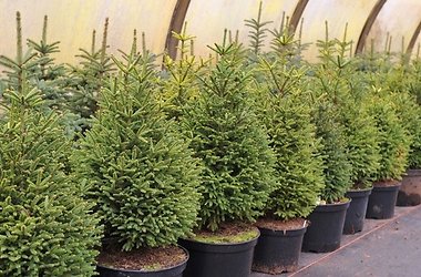 Елочный базар, В Ялте новогодние деревья можно взять напрокат