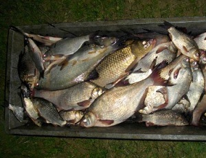 Браконьерство, В Красноперекопске браконьер наловил рыбы на 7 тыс. грн.