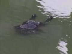 Утонул, В Северо-Крымском канале нашли тело неизвестного мужчины