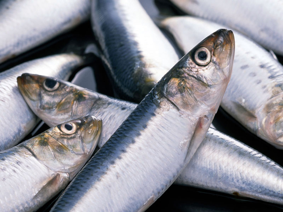 Браконьерство, В Феодосии поймали браконьера с сетью