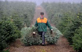 К новогодним праздникам в Крыму продали почти 9 тыс. сосен Елочный базар, К новогодним праздникам в Крыму продали почти 9 тыс. сосен