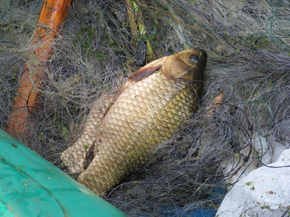 Браконьерство, На озере Кизил-Яр попался браконьер с карасями и белым амуром