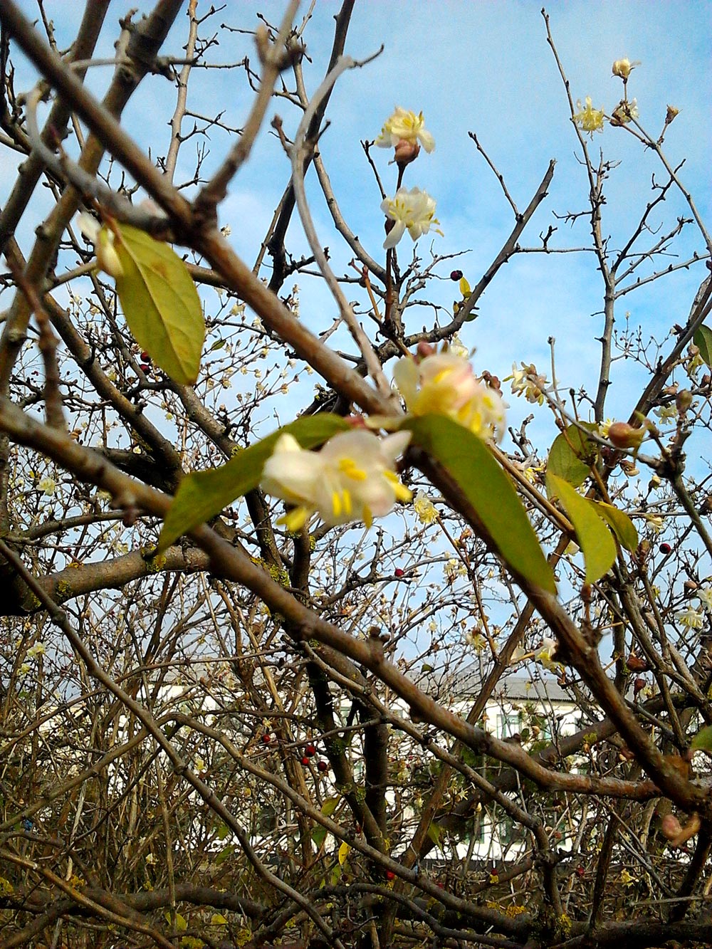 Первоцвет, В Евпатории расцвела жимолость