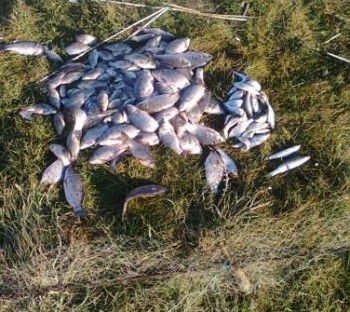 Браконьерство, На севере Крыма браконьер наловил рыбы на 5 тыс. грн.