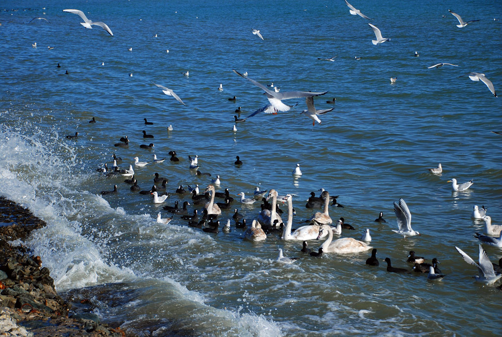 В Евпаторию на зимовку прилетели лебеди Птицы, В Евпаторию на зимовку прилетели лебеди