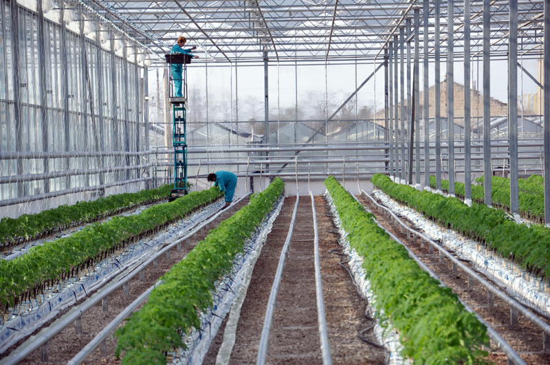 Теплицы, Крымские теплицы, теплица, В Крыму открыли новый тепличный комплекс