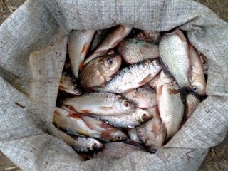 Браконьерство, На севере Крыма браконьеры наловили карасей на 50 тыс. грн.