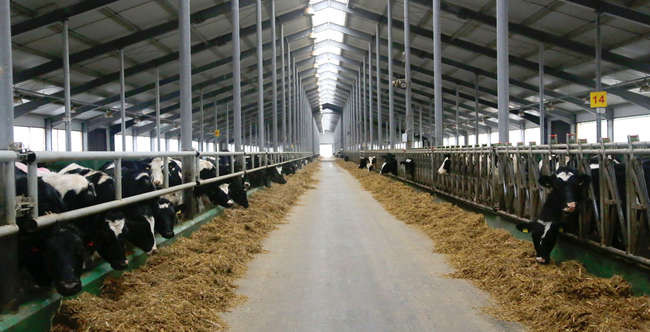 Мясо-молочные предприятия Крыма уплатили за год 9,6 млн. грн. НДС Мясо-молочные предприятия Крыма уплатили за год 9,6 млн. грн. НДС