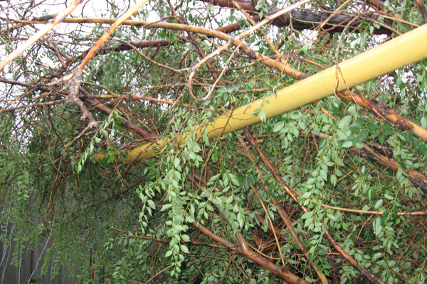В Джанкойском районе упавшие деревья повредили газопровод в нескольких местах Происшествие, В Джанкойском районе упавшие деревья повредили газопровод в нескольких местах
